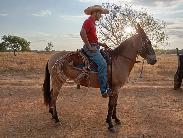 Manejo a cavalo na Fazenda Pesqueiro
