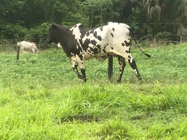 Nelore Pintado no pasto
