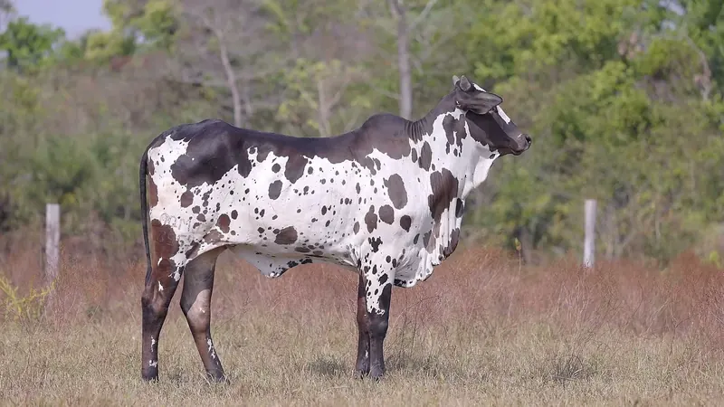 AGMJ 3969, doadora Nelore Pintado