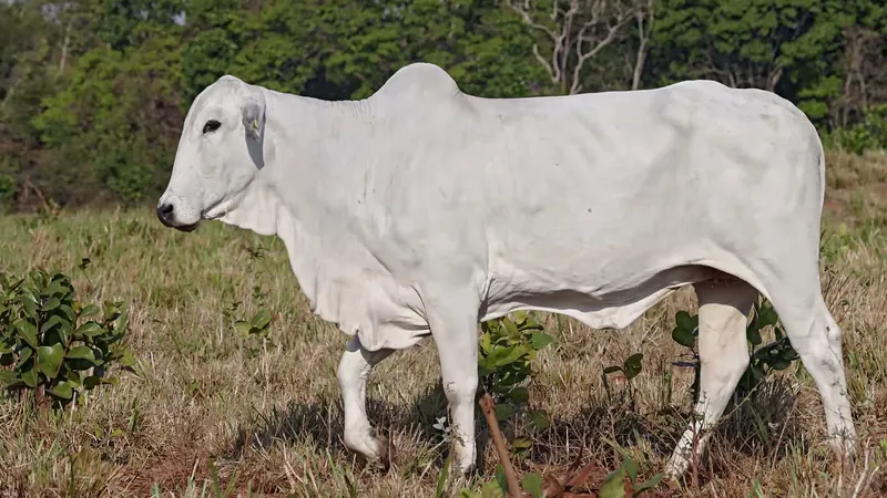 COL 25450, doadora Nelore Padrão