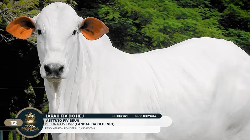 Iarah FIV do HEJ, premiada em exposições