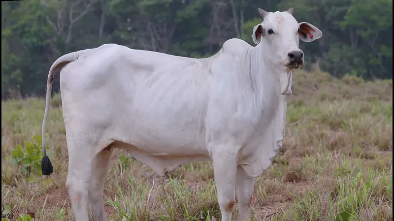JHVM 22384 FIV CAMPARINO, doadora Nelore Padrão (JHVM 22384)