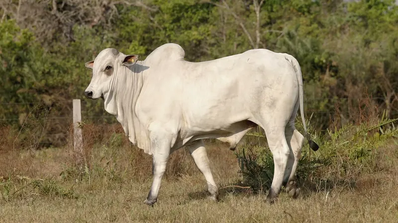 JSFC 54, touro reprodutor Nelore Padrão