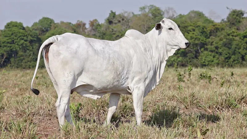 PITUXA DA SGA, doadora Nelore Padrão (JSH 3505)