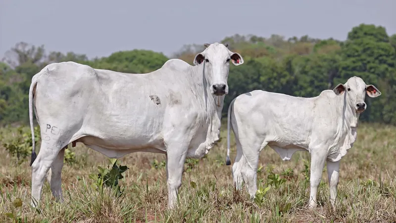 BALA FIV DA PERBONI, doadora Nelore Padrão (PERB 2726)