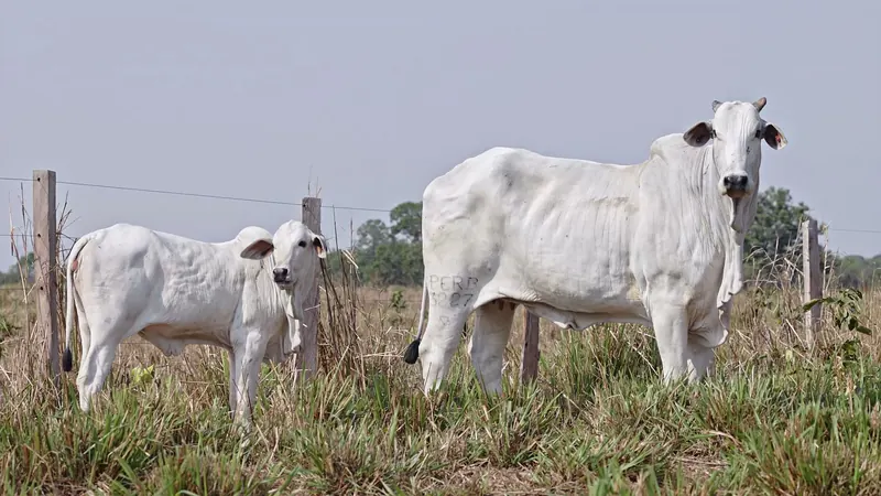 Doadora Campinas FIV da Perboni com a cria